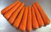 Fresh Crisp Organic Carrot Contains Beta-Carotenes , Vitamin A , No Side Roots