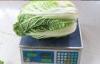 Napa Chinese Cabbage Fresh New Harvested , No Pesticide Residue Contains Folates