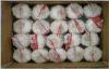 6.0cm Cold Store Organic Fresh Garlic No Splits For Expectorant HACCP