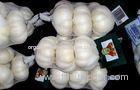 Natural Normal White Organic Fresh Garlic Allium Sativum L(Garlic P.E.) For Seeds