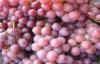 Bright Purple Sweet Red Globe Grapes