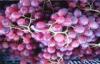 Fresh Fruit 24 - 26mm Red Globe Grapes Fresh Juicy With High Sugars , Pyridoxine