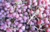 Delicious Fresh Purple / Red Globe Grapes Health Benifits Vitamin C , K , Fluoride
