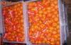 Jiangxi Micro Elements Fresh Mandarin Oranges Contains Citrus Oils , Linalool , Neral