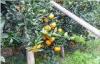 30 - 55mm Juicy Organic Fresh Mandarin Oranges Citrus With Folate , Beta-Carotene