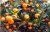 Yellow Citrus Fresh Mandarin Oranges With Vitamins B1 , B2 , Dietary Fiber