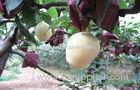 Sweet Crisp Yellow Fresh Apple Pear Health Benifits For Supermarket
