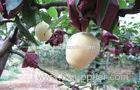 Fresh Fruit Juicy Yellow Crisp Fresh Pears Contains Vitamin A , Pyridoxine
