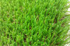 Synthetic lawn and C shape artificial grass