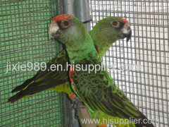 Aviary mesh for medium birds like pionus parrots