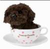 HOT SELL TEACUP POODLE