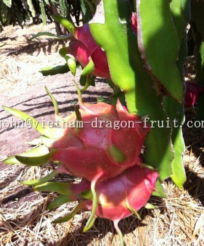 Red Fresh Dragon Fruit