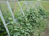 Chain link trellis be used as garden fence or trellis fence