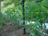 Plastic trellis an inexpensive option of trellis netting