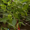 String trellis a cheap garden accessory for vining plants