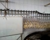 Poultry processing machinery Chicken Stunner