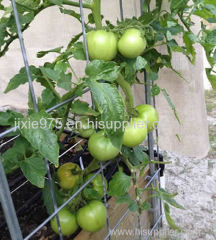 Triangular Tomato Cages - Great Support for Tomatoes and Peppers