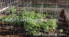 Tomato Ladders Give You A Bigger Harvest of Delicious Tomatoes