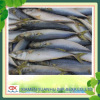 seafood frozen pacific mackerel fish