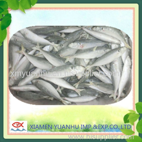 Frozen horse mackerel fish