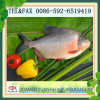 Frozen seafood Red Pomfret fish