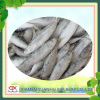 Frozen Sardine For Bait Best Price