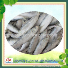 Frozen Sardine For Bait Best Price