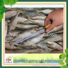 seafood Frozen Indian Mackerel fish