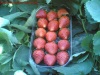 Egyptian Fresh fruit Strawberry