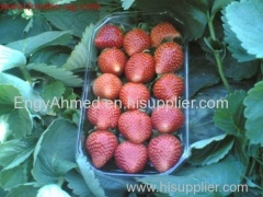 Egyptian Fresh fruit Strawberry