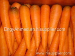 Fresh Egyptian High quality Carrot
