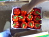 Fresh Egyptian High quality Capsicum