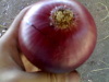 Fresh Egyptian High quality Red Onion