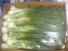 Fresh Egyptian High quality Spring Onion