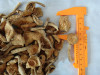 wild edible fungus of Cantharellus Cibarius