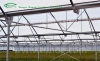 Multi span film greenhouse for flower