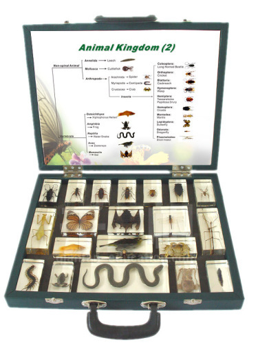 Qianfan Animal Kingdom (II) Embedded Specimen for Life Science