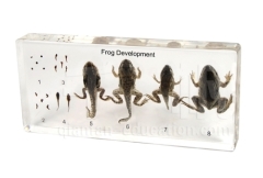 Qianfan Frog Development Educational Embedded Specimen