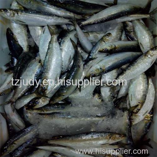 frozen whole round sardine