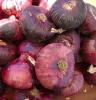 Agriculture myanmar lowest price fresh red onion