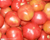 2014 Fresh Red tomato