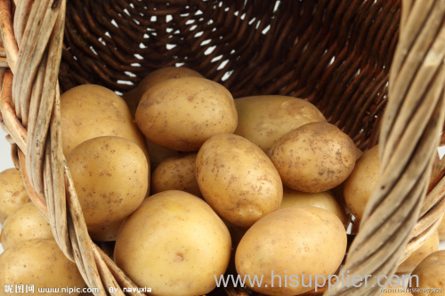 2014 100-150gram fresh potato