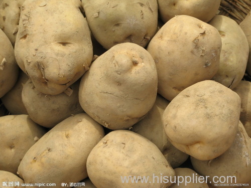 2014 100-150gram fresh potato