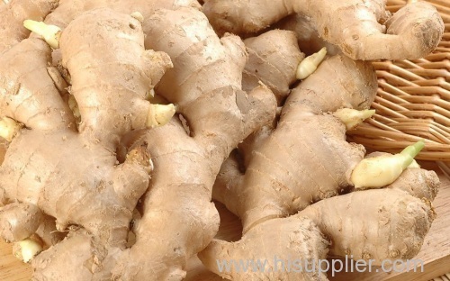 2013 crop fresh ginger