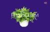 Outdoor Garden Biodegradable Flowerpot For Plant / Seeds / Potted