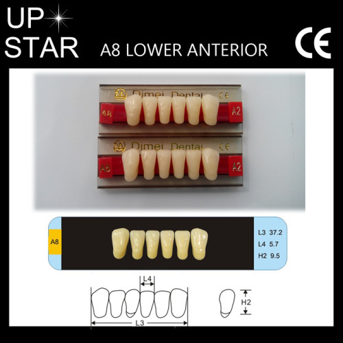 three layers acrylic teeth lower anteriors A8
