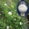 health care and natrual Cnidium Seed Extract Osthole powder