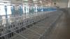 Automatic Pig Gestation Feeding system