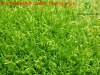 A++Garden landscaping Artificial Grass/Pets,decoration artificial synthetic lawn (LT8022)