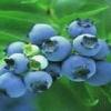 Bilberry Extract Anthocyanidins 25%